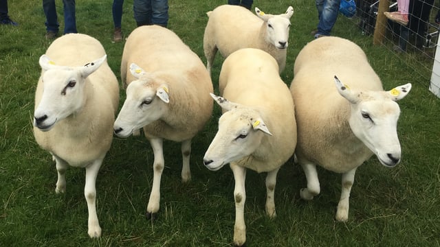 Tullamore Show: Who were the big winners in the sheep section?