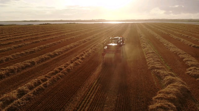 Straw prices: Plenty of chopping as demand falls