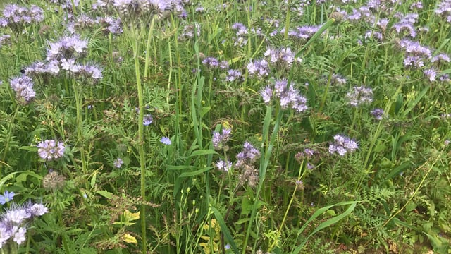 Cover crops: What to sow?