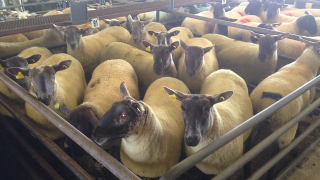 First marts approved to read electronic sheep tags; find out which...