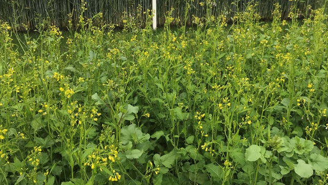 Plenty of time to plant a green cover