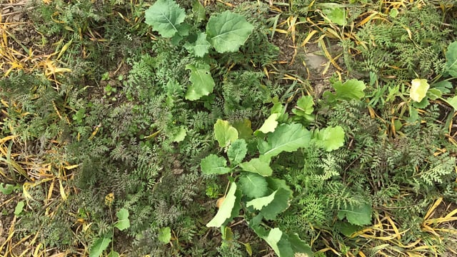 Tillage conference: The story of compulsory cover crops in Denmark
