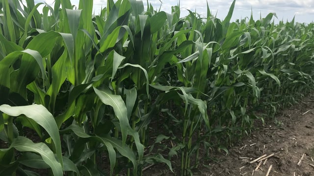 Tillage: It is feasible to undersow forage maize crops with grass?