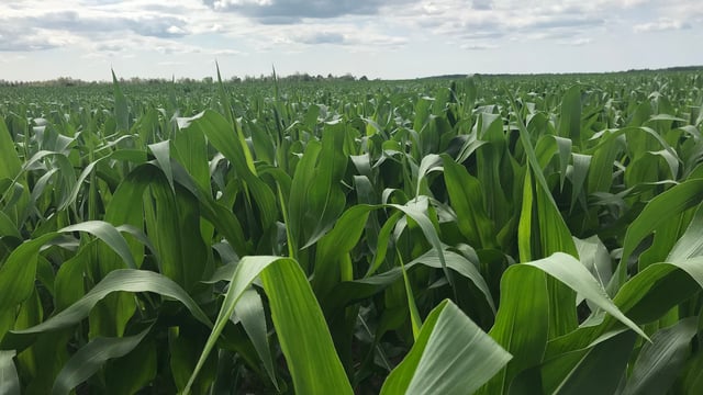 Automatic levy on corn imports is now in action
