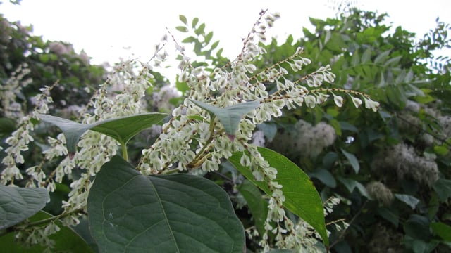 Moisture removal 100% effective in killing Japanese knotweed - study