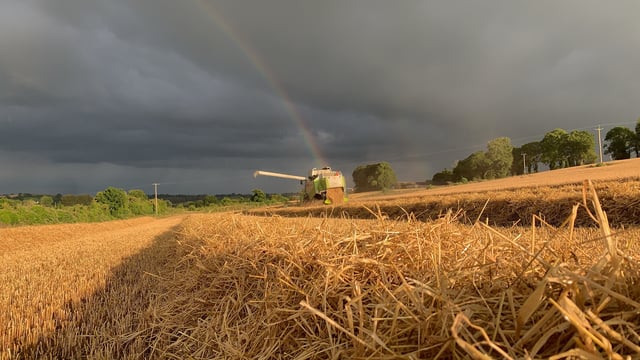 Grain price: No pot of gold at the end of the rainbow