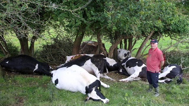 8 in-calf heifers killed by lightning in Co. Offaly