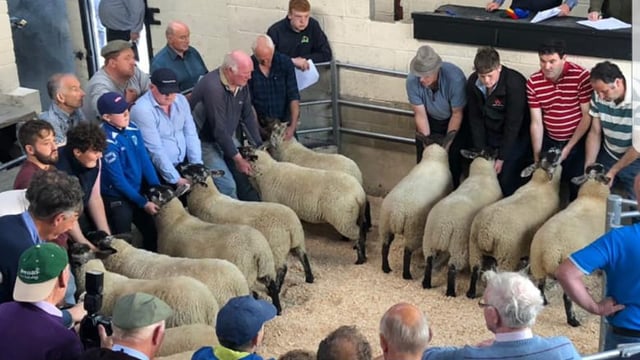 Tullow Sheep Breeders' Association set to hold 32nd annual show and sale