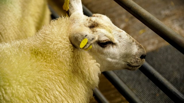 Potentially challenging lamb market early next year