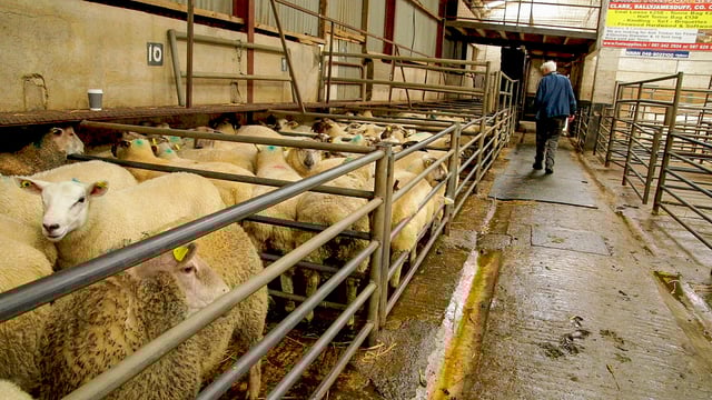 Sheep trade: Base quotes for lambs at €6.00/kg