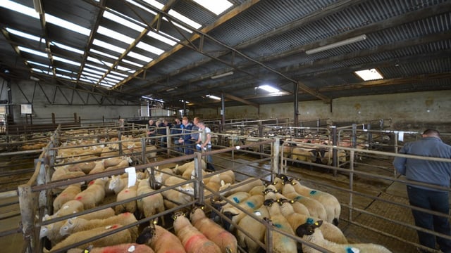 Sheep marts: Factory price cuts affecting trade, but hoggets in high demand