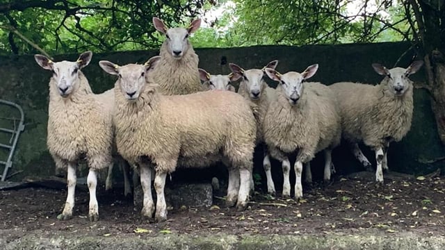 Carrick Prolific Ewe Lamb Breeders' Group sale set to take place this Saturday