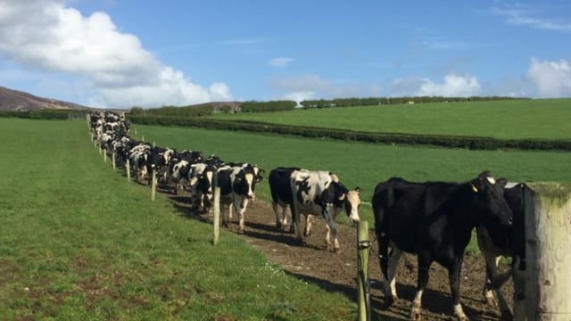 Letter to the editor: Irish farming needs a 'net carbon footprint'