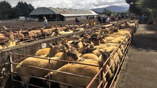 Borris Ewe Breeders set to hold 56th annual show and sale