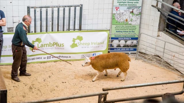 Sheep Ireland set to host its Lamb-Plus Elite €uro-Star Multi-Breed Ram Sale