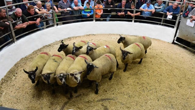 Tullow show and sale: Ewe-lamb trade 'exceeds expectations'