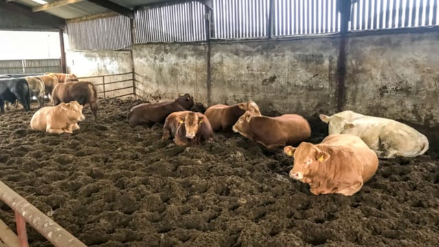Analysis of Q2: How have Irish cattle graded in the beef processing plants?