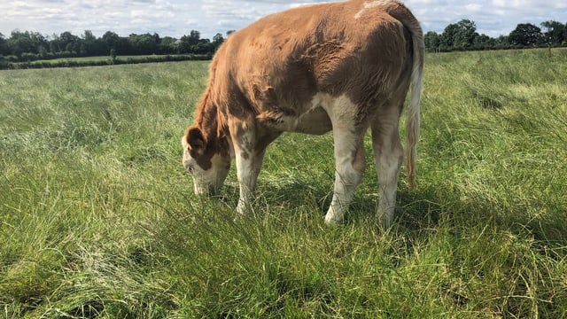 Dairy focus: Importing Fleckviehs...from Austria to Co. Kilkenny