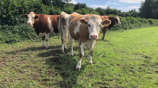 Dairy focus: Thinking outside the box in Co. Kilkenny
