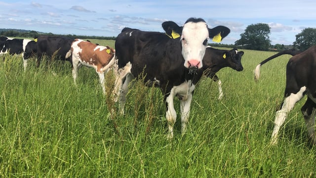 Report: Potential for Covid-19 infection in cattle - through inoculation