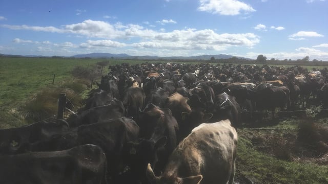 Finishing off a busy calving season in the Waikato region of New Zealand