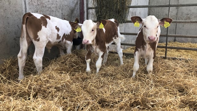Tackling crypto scours in young calves this spring