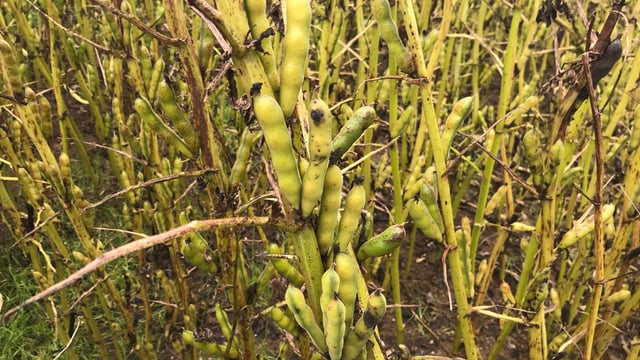 Tillage: Focus on financial benefit of protein crops