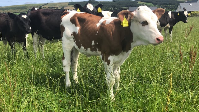 Next government to look into 'dual-purpose' cattle breeds