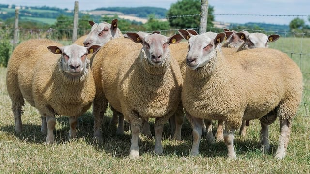 Irish Charollais Sheep Society set to host its pedigree ram sale