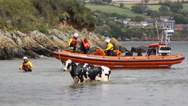 Video: Freezin' Friesian rescued following cliff 'tumble'