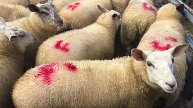 Sheep trade: Kill down nearly 4,000 head, while ewe and ram throughput increases