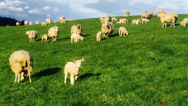 'Strong Government action needed to secure sheep sector' - Healy