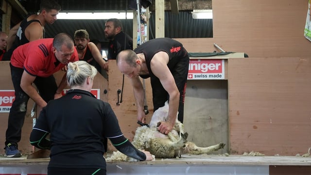 Sheep-shearing record smashed in Co. Cavan