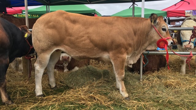 Tullamore Show: Here are the pedigree cattle results...