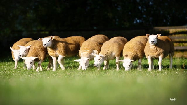 The Irish Texel Sheep Society set to hold its premier show and sale