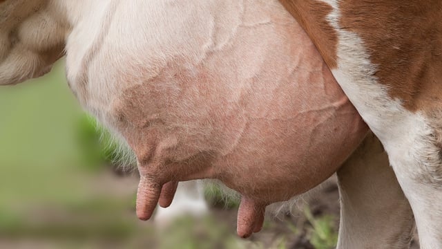 Milk culturing: Know the bacteria on your farm before drying off