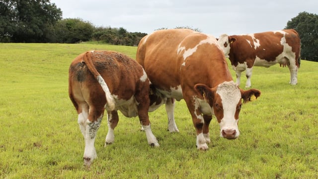Opinion: 'The Irish beef industry will never be the same again' - Dr. Paddy Wall