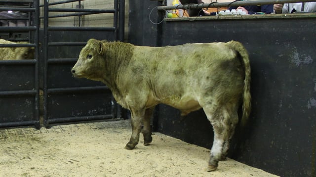 Lighter weanlings top the trade at Cootehill Mart