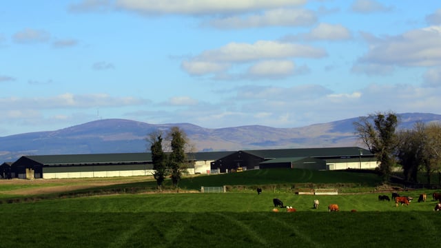 Beef focus: Managing a 500-cow suckler herd in Co. Louth