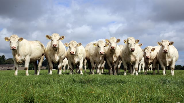 Beef focus: Bidding farewell to the famous Skidoo Charolais pedigree herd