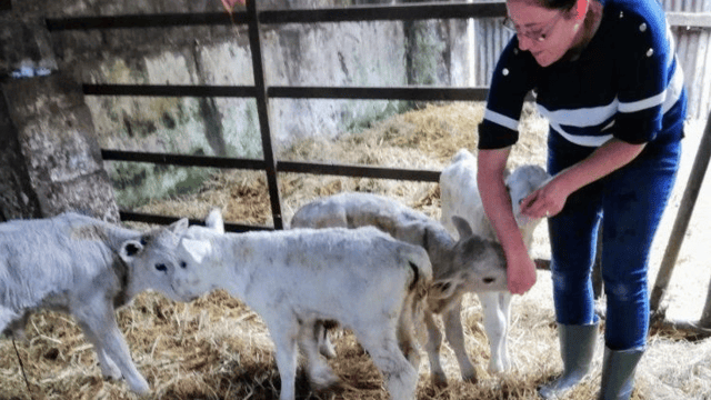 4 calves survive quintuplet birth in Kerry