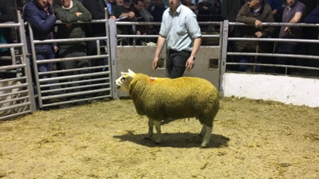 Multi-breed ram sale takes place at Tullow Mart