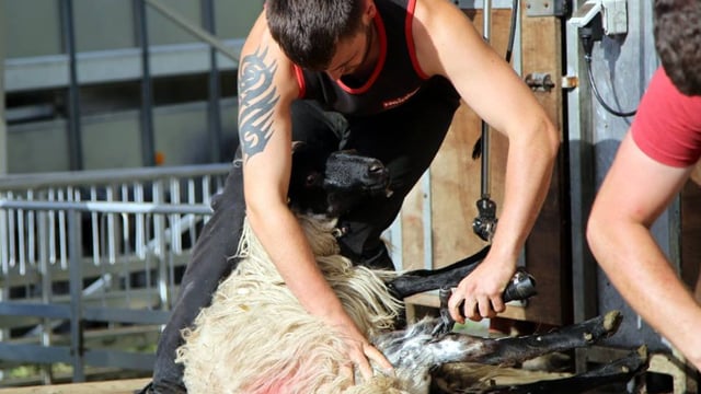 Flying to the other side of the world to master the sheep shearing trade