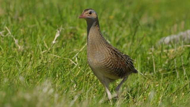 ‘Donegal is the national stronghold for corncrake’