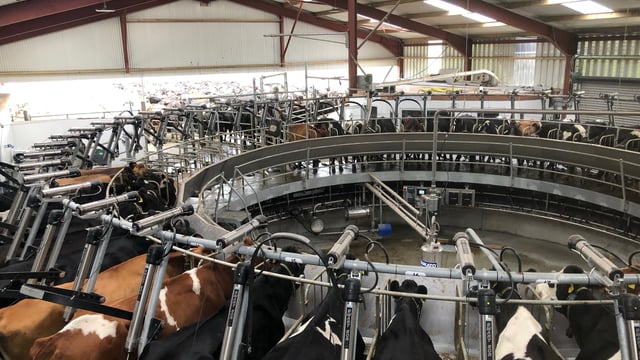 Map: 2019 county-by-county dairy cow numbers