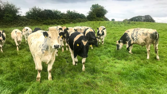 Transitioning from selling stores to a beef-finishing system in Co. Clare