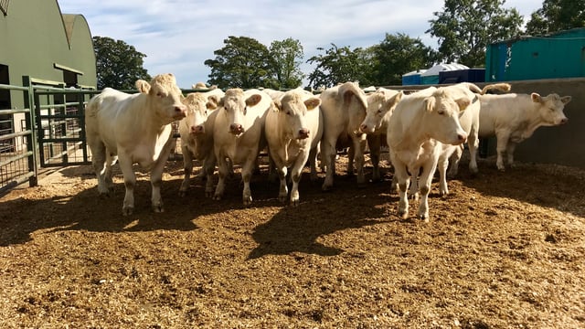 Pics and prices: Skidoo female pedigree Charolais herd sells for over €350,000