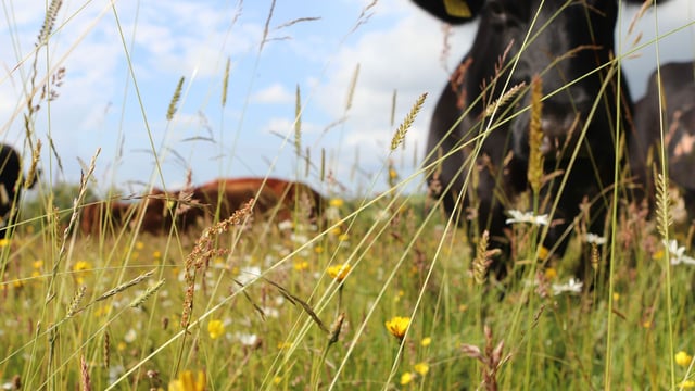 Exploring sustainability through food, farming and community