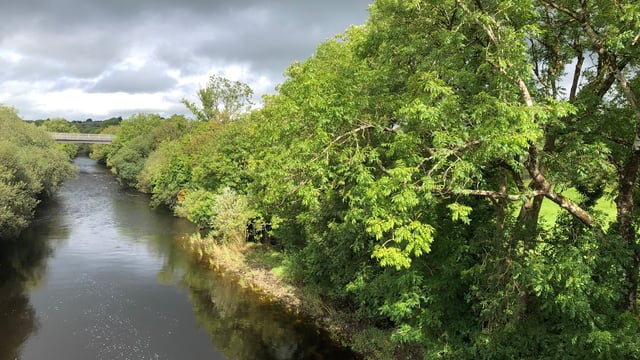 New campaign to stop alien species threatening Irish waterways