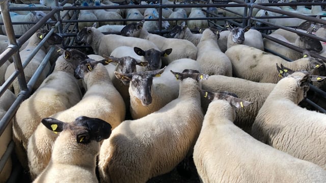Sheep marts: Prices for factory-fit lambs ease by €2-3/head on last week